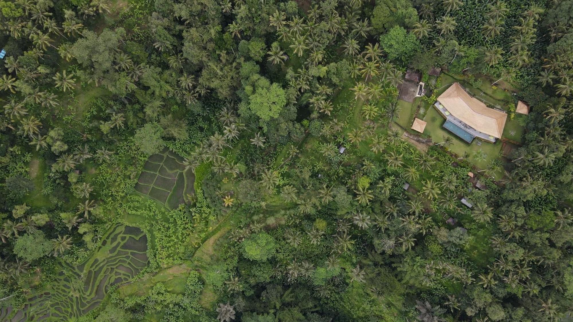 Villa Themma Jungle - Sumptuous 3Br Luxury Villa With Majestic Jungle View North Of Ubud Kültér fotó
